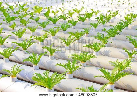 Soilless Cultivation Of Green Vegetable Seedlings In A Botanical Garden