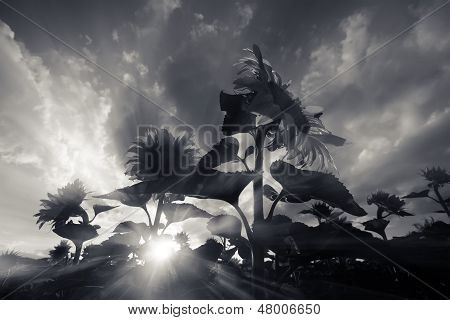 BW-Sonnenblumen
