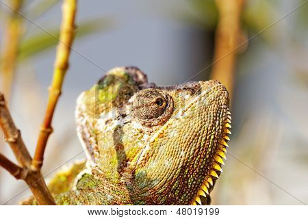 Chamaeleo Calyptratus