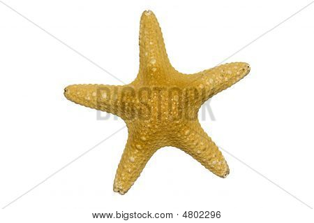 Isolerade Star fisk