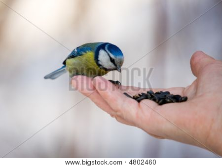 Modřinka na Palm