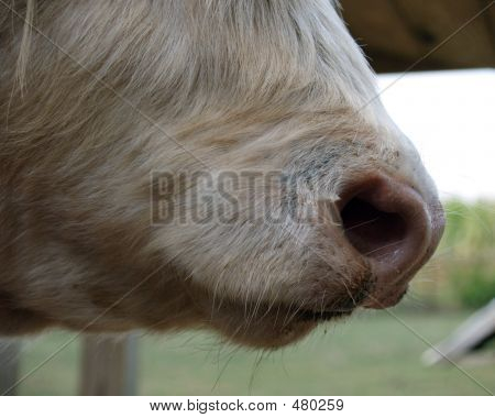 Farm næse