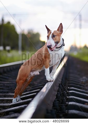 Bullterrier und Eisenbahn.