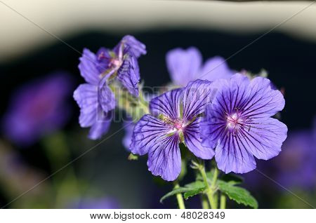 ปิดของสีม่วงหรือม่วง Geranium ในบลูม