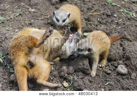Bébés suricate