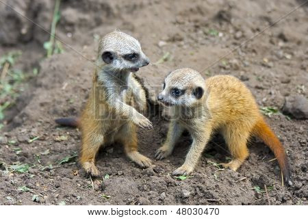 Bébés suricate