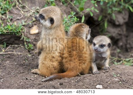 Bébés suricate
