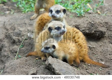 Bébés suricate