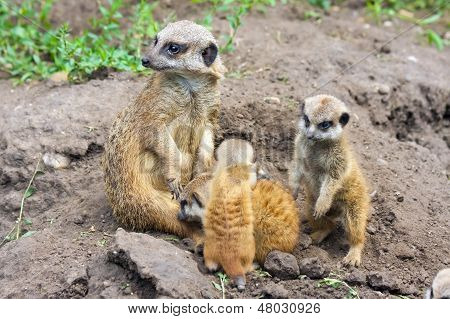 Bébés suricate