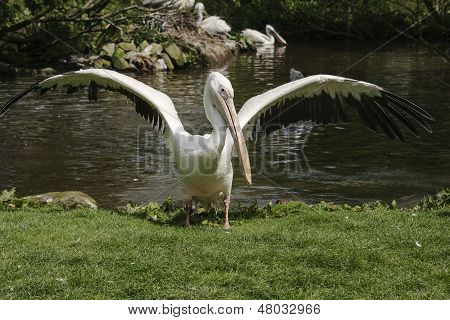 Flagrende Pelican
