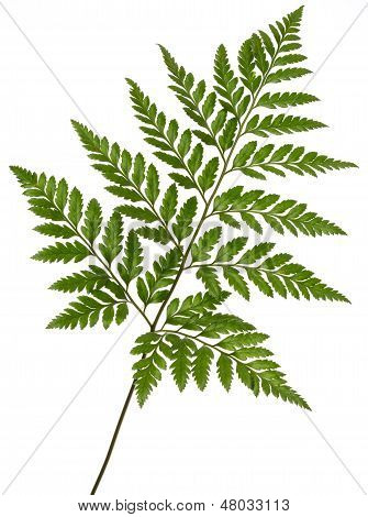 Leather leaf fern