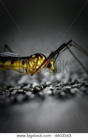 Wasp ยุโรป