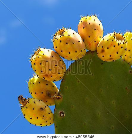 Frutos de cactus, opuntia sobre fondo de cielo azul, frutos de cactus colorido fresco sobre un fondo azul