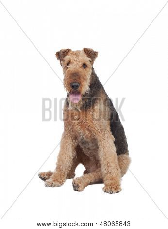 พัก airedale เทร์เรียร์สายพันธุ์สุนัขแยกต่างหากบนพื้นหลังสีขาว