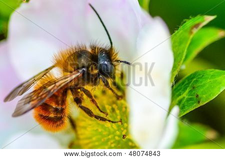 Bee in flower