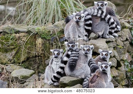 Lemur group