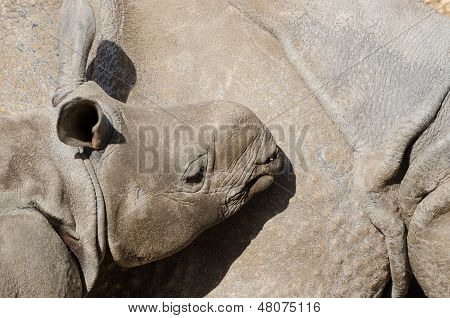 Baby Rhinoceros against mothers flank