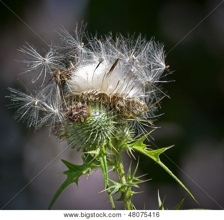 Close Up Of Thistle Head