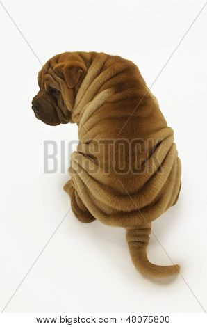Beyaz arka plan üzerinde oturan bir Sharpei arka görünümü