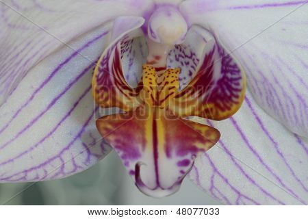 Orchidea kwiat detal