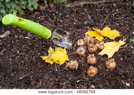 Krokus lökar redo att plantera i höst trädgården.