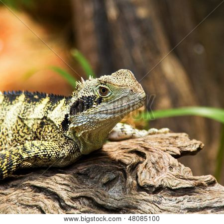 Bearded Dragon lizard close up