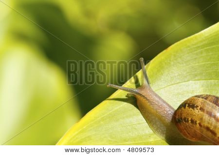 Helix Aspersa