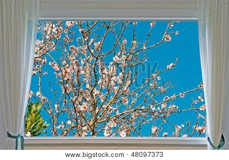 Almond Tree And Window