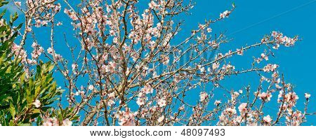 Almond Tree