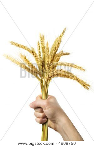 Hands Holding Bundle Of The Golden Wheat Ears