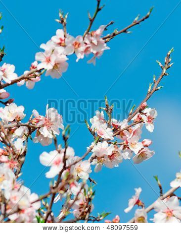 In Bloom