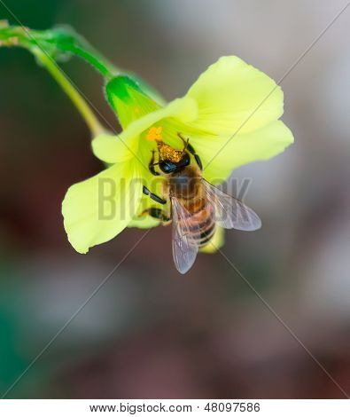 Bee And Yellow Flower