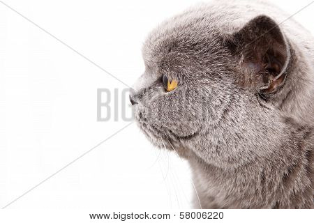 Portrait Of A Grey British Cat