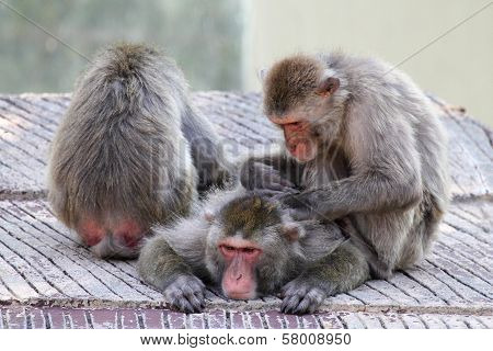 Group Of Snow Monkeys Grooming