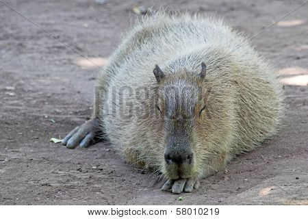Capybara Lying And Resting