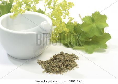 Hanımefendi manto çay