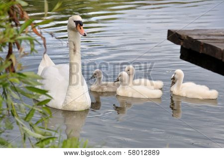 Swan & Chicks