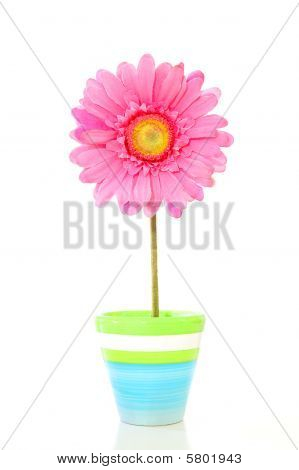 Farverige forårsblomster
