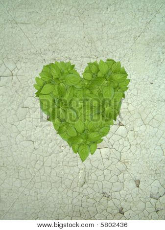 Grön växt hjärta