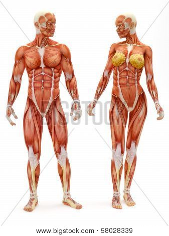 Male and Female muscular skeletal system