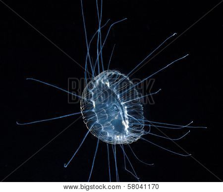 Hydrozoan