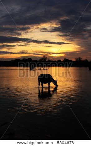 Amanecer de búfalo de agua