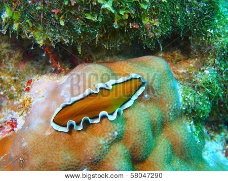 Flat worm