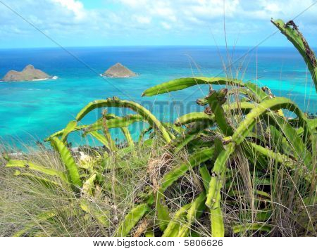négliger à O'ahu, Hawaii