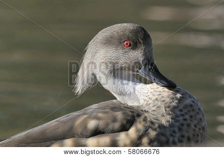 Patagonian Crested Duck