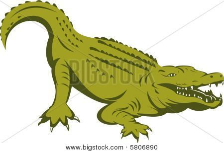Alligator