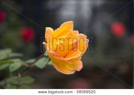 Yellow rose