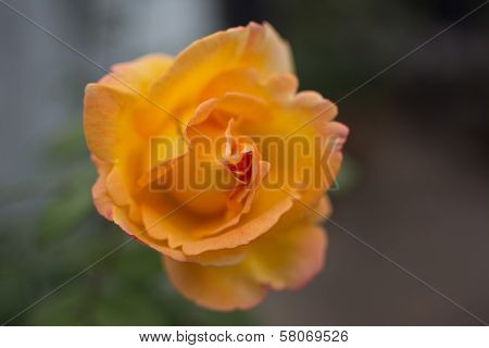 yellow rose