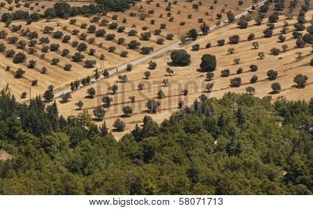 Olive Trees In A Row Plantation