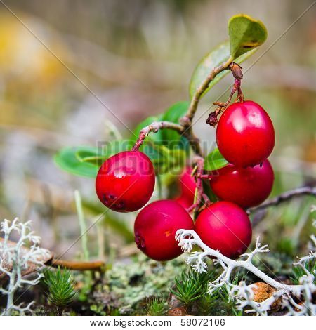 Red Berries Of A Cowberry On Bushes, A Close Up